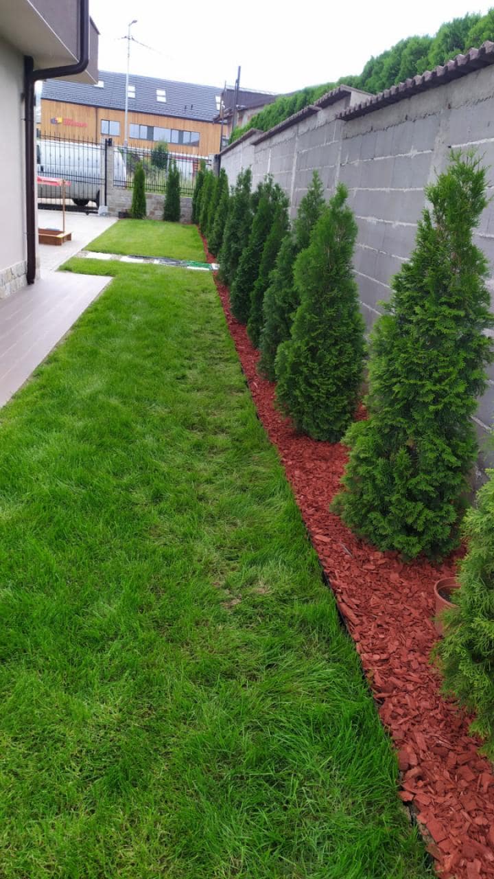 Живописен ред туи с декоративна мулча / Row of thuja with decorative mulch